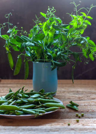 Pea pods in a plate and pea sprouts in a blue jug on a black background in a counterlight with a...