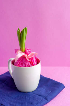 Hyacinth with buds and green leaves in a white and pink cup on a bright blue apron on a pink background. A gift for March 8. Spring flower.の写真素材