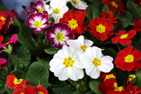 Primrose flowers close-up. White primrose.の写真素材