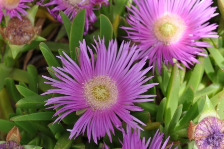 Blüten の写真素材