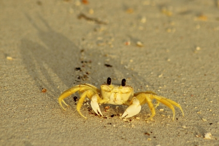 Sand crab casting a large shadow on the sandの写真素材