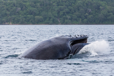 Seen from a boat in Culebra Bay off the coast of Guanacaste, Costa Rica.の写真素材