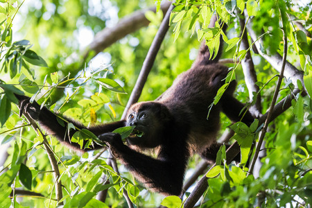 A howler monkey snacks on lush green leaves shortly before sunset in a dry forest in the Guanacaste Province of Costa Rica.の写真素材
