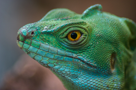 Basilisco iguana at Budapest zoo.の写真素材