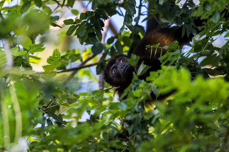A howler monkey keeps a close watch on its family as it feeds in the treetops of a dry forest in Costa Rica.の写真素材