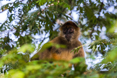 A spider monkey in the tree tops - surrounded by lush leaves of the dry forest of Guanacaste, Costa...