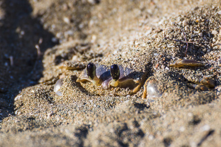 Once I'd passed this crab I crouched down & paused as I waited for him to surface from his instantly made den in the sand.He did so slowly revealing his legs two by two before scurrying off in search of food.の写真素材