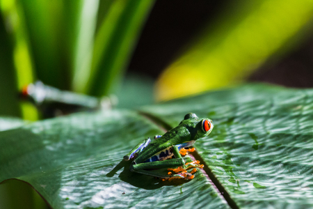 Close-up of two Red Eyed Tree Frogs on a leaf in the Finca Verde area of Costa Rica.の写真素材