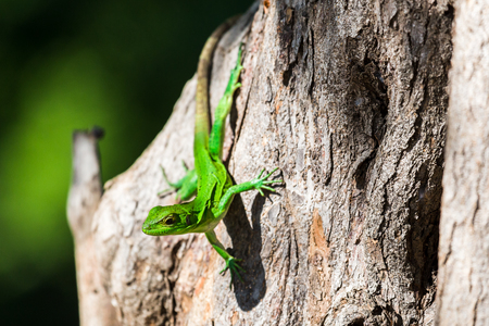 A Green spiny lizard seen basking in a tree on the coast of Guanacaste, Costa Rica.の写真素材