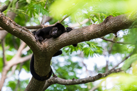 A howler monkey wraps its tail around a branch as it relaxes after a big feed in the treetops of Costa Rica.の写真素材
