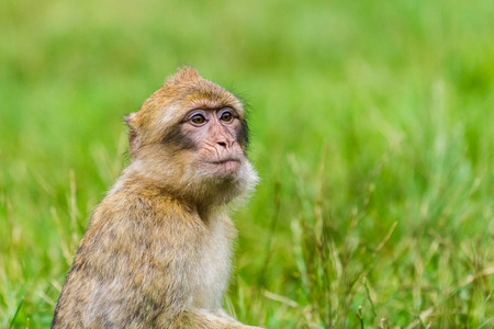 An infant Barbary macaque with its mouth full of grapes sits in the long grass in a forest in Staffordshire, England.の写真素材