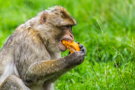 Close-up of a Barbary macaque eating a juicy orange on the forest floor in Staffordshire, England.の写真素材