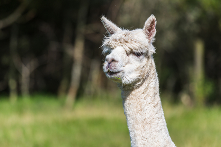 Close-up of a white coloured Alpaca in a field in the Lancashire countryside in England.の写真素材