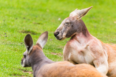 A pair of Red kangaroos struggle to open their eyes as they soak up the warm sunshine during the summer of 2017.の写真素材