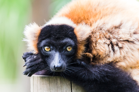 A Red ruffed lemur wakes from a snooze in the summer sunshine captured in 2017 in East Anglia.の写真素材