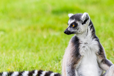 Portrait of a Ring-tailed lemur as it glances back over its striped tail in the long grass.