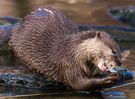 Close-up of an Asian small-clawed otter feeding on a rock during the late autumn sunshine in the North West of England.の写真素材
