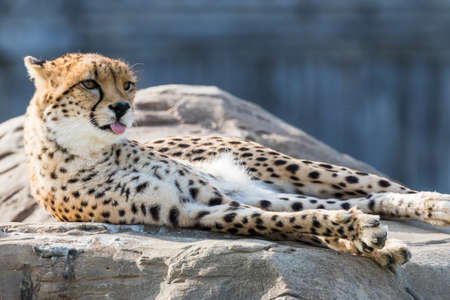 East African cheetah with its tongue out whilst basking in the late afternoon sunshine.の写真素材