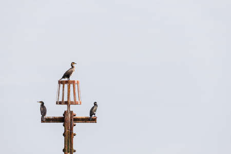 Three Cormorant chicks pictured on a tide marker waiting to be fed at West Runton on the North Norfolk coast.の写真素材