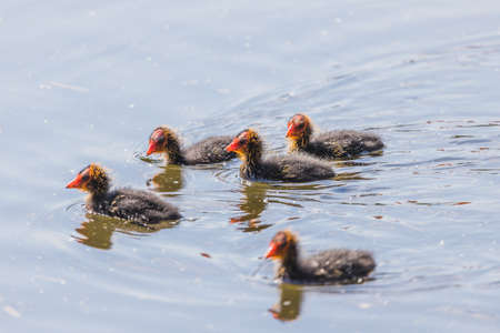 Moorhen chicks explore the waters edge on the Leeds Liverpool Canal near Crosby in May 2021.の写真素材