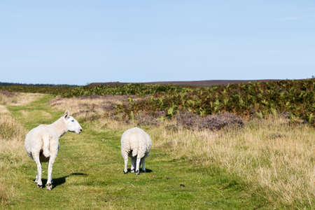 Sheep walking along a pathway on the North Yorkshire Moors.