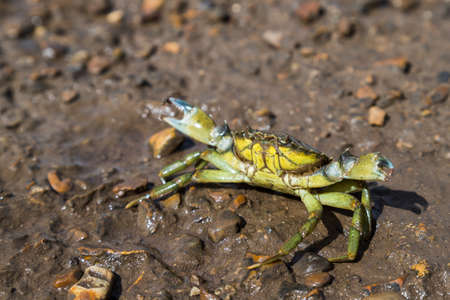 A crab in a defensive stance after being caught at Burnham Overy Staithe in Norfolk.の写真素材