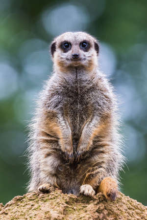 A lone meerkat seen high up on a rock looking out for danger in England.の写真素材