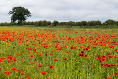 Poppy field at Brancaster seen in the summer of 2021 off the coast of Norfolk.の写真素材