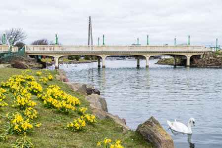 Daffodils out in flower around Southport Marina captured in March 2021 during the Covid pandemic.の写真素材