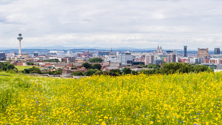 A multi image panorama of the Liverpool skyline seen over a pretty flower meadow on Everton Park in July 2021.のeditorial素材