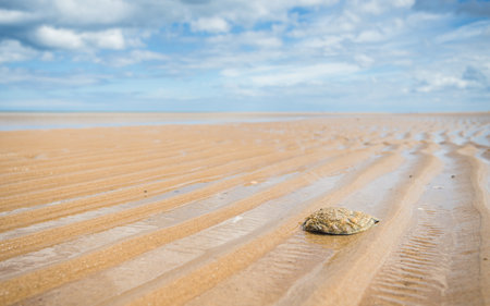 A lone Oyster shell on Holkham beach washed up at low tide between the ripples on the sand.