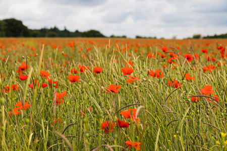 Wide angle image of a field full of red poppy flowers in Norfolk seen in July 2022.の写真素材
