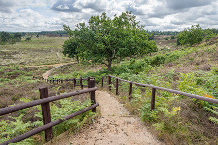 Wooden steps lead down to Dersingham Bog in West Norfolk.の写真素材