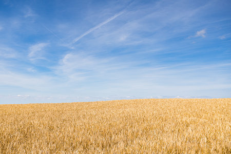 A wheat field in West Norfolk contrasts with a blue sky.の素材 [FY310207436730]