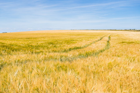 A field of Barley pictured on the Norfolk landscape in July 2022.の写真素材