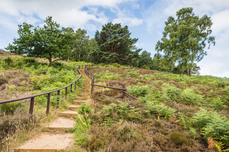 Wooden steps and railings lead up a hill away from Dersingham Bog in West Norfolk.の写真素材