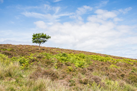 A lone tree pictured above ferns and heather at Dersingham Bog in West Norfolk.の写真素材