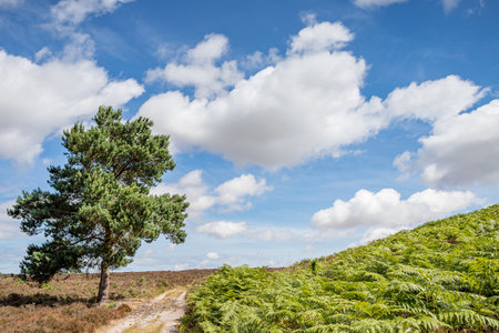 A large pine tree pictured Dersingham Bog in West Norfolk with many of its pine cones on the ground.の写真素材