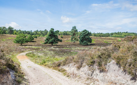Trees seen dotted on the landscape at Dersingham Bog in West Norfolk.の写真素材