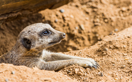 Close up of a meerkat soaking up the sunshine in Cheshire in August 2022.の写真素材