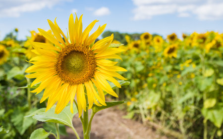 Beautiful sunflowers pictured in a field under a blue sky in the summer of 2022の写真素材