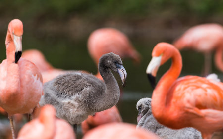 New born Caribbean flamingo in grey feathers seen between brighter adults in Cheshire in August 2022.の写真素材