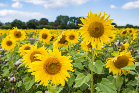 Beautiful sunflowers pictured in a field under a blue sky in the summer of 2022の写真素材