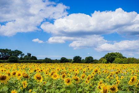 A field of beautiful sunflowers pictured under a blue sky in the summer of 2022の写真素材