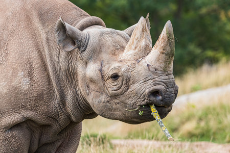 Close up of a Black rhinoceros chewing a stick in grassland in Cheshire seen in August 2022.の写真素材