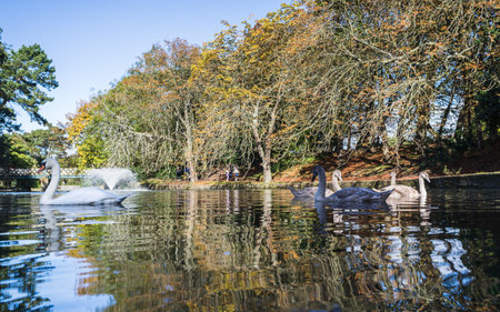 Mute Swan family on the water seen against a colourful backdrop at the Victorian gardens at Southport in the autumn of 2022.の写真素材