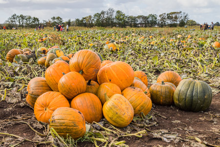 Pile of pumpkins waiting to be picked from a pumpkin patch near Liverpool in the autumn of 2022.の写真素材