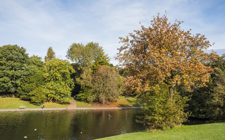 Leaves around Sefton Park near Liverpool begin to turn at autumn seen in October 2022.の写真素材