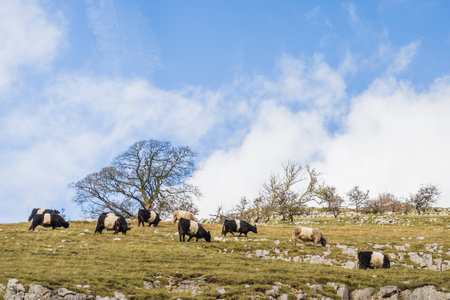 Looking up a steep hillside at cows grazing between the exposed limestone on Bucken Pike in the Yorkshire Dales.の写真素材