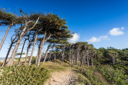 Wind swept pine trees mark the edge of Formby pine woods pictured next to the beach & Irish Sea.